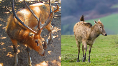 64 Milu deer moved to China reserve; 36 fled in 1998, population still tops 500