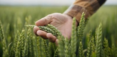 From war to weather, Australian farmers are planting spring crops in an uncertain world