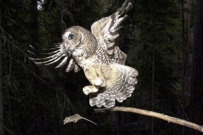 Trump opens loophole allowing companies to kill endangered animals