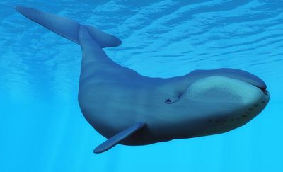 Trump officials move to dismantle key protection for US endangered species