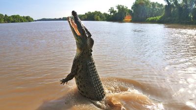 River home to 500 saltwater crocodiles was given OK to host Olympic rowing events: ‘I’m sure all the athletes would row faster’