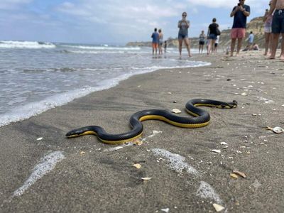 Yellow bellied sea snake found at California beach: Is it poisonous? What you should do if you encounter the rare snake nearby