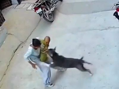 Sonipat: Pitbull attacks and severely injures six-month-old child in Haryana, CCTV captures incident