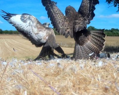 Country diary: Dinner time for the buzzard family is not a dignified affair