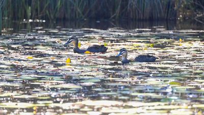 Bird flu 'here to stay' as duck spread threat looms