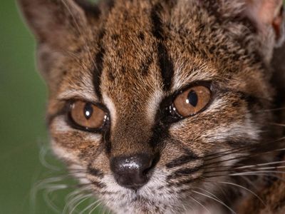 Tiny Tilcayo: What you need to know about the new 1.4-kg cat species discovered after 100 years, initially mistaken for a kitten and fed noodles and rice