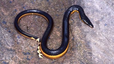 Venomous sea snake returns to California beach after 8 years