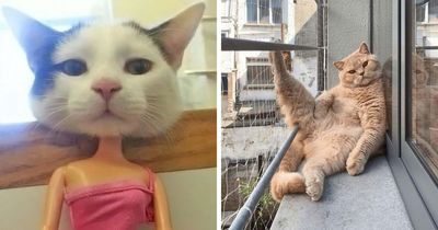 This Page Shared 51 Photos Of Cats In Ridiculous Positions And Places