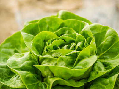 In 1937, a Pennsylvania barber saved lettuce seeds beside his shop register; nearly 90 years later, gardeners can still buy the variety