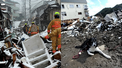 Fukushima Rescue Dogs Studies: Research finds prolonged stress and weaker attachment; cortisol 5–10x higher