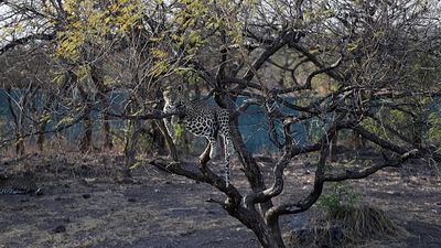 'Remarkable': Scientists discover new wild cat species for first time in 100 years