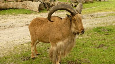 Introduced Aoudad Threats: Game sheep form hardy US herds; ecologists fear bighorn competition