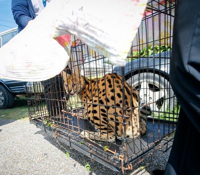 Louisiana firefighters find feline native to sub-Saharan Africa while responding to house fire