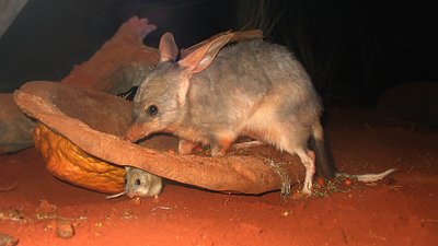 Bilbies released on an island in 1997 had occupied it entirely by 2007
