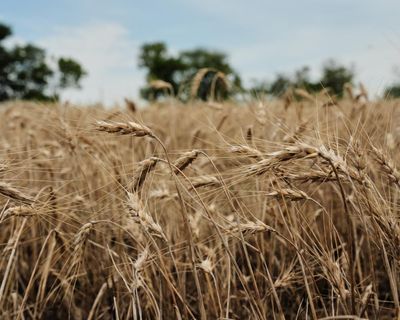US wheat farmers navigate uncertainty amid drought and geopolitical chaos