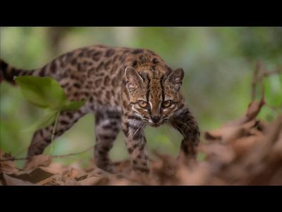 New wild cat species Leopardus tilcayo is identified for first time in 100 years and it’s smaller than a house cat. See pics