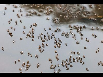 In 1826, mosquitoes arrived in Hawaii and pushed native birds toward extinction. Now, scientists are releasing millions of mosquitoes to save them