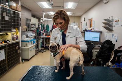 No Locally Acquired Human Screwworm Cases Reported in the United States as Animal Detections Slow and Questions Grow