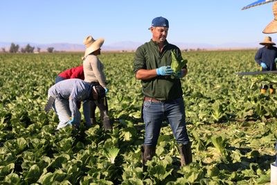 California Grows a Third of the Nation's Vegetables — Here's What a Labor Squeeze Really Costs