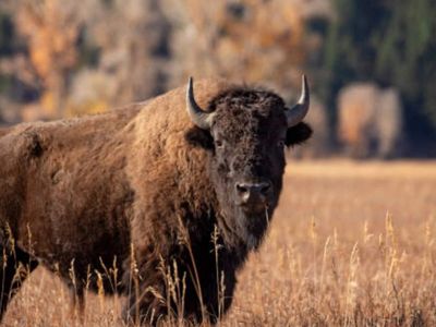 In 1993, a few bison were introduced to America's dying grasslands. Now, thousands of those beasts, once hunted to near extinction, are helping bring the prairie ecosystem back to life