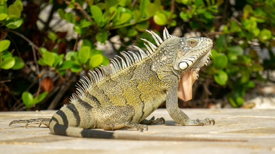 Boca Raton council votes to fine $100 minimum for feeding iguanas and pigeons