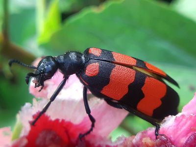 This Garden Beetle Can Cause Blisters If You Crush It With Your Bare Hands