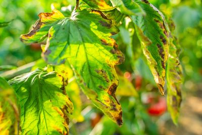 Tomato Blight? Don’t Put These Plants in the Compost Pile