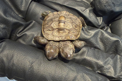 Rare two-headed turtle is found on Cape Cod