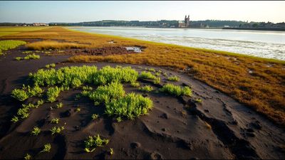 Vegetation returned after dredged mud was placed on a damaged saltmarsh