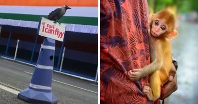 43 Photos By This Photographer Showing Unexpected Animals Encounters He’s Had On The City Streets