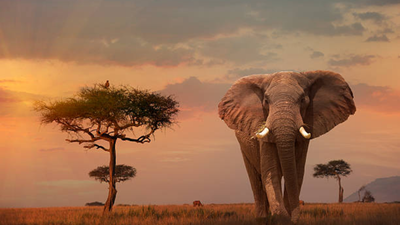 Leonardo DiCaprio's foundation donated $1 million to save African elephants being killed for ivory tusks