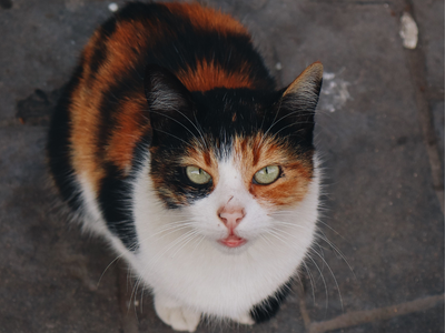 In late 2012, a house cat vanished during a Florida vacation; 62 days later, Holly reached her family's home 190 miles away, starving but alive