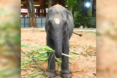 Indian court refuses to halt transfer of five elephants to temples despite welfare concerns