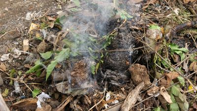 5 Plants You Should Never Burn in a Backyard Fire
