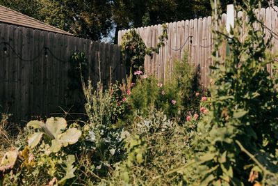 Your Neighbors May Hate the Mess — But Pollinators Need Some of It