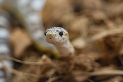 Found a Snake Under the Mulch? Don’t Reach for It Until You Know What You’re Looking At