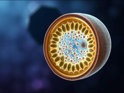 Your cells’ tiny power stations may be doing something quantum: scientists find a mysterious vibration that could influence how the body produces energy