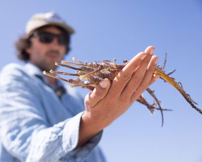 Sea dragon populations decimated in ‘mind-blowing’ mass mortality event caused by South Australian algal bloom