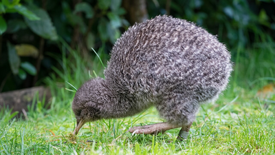 Five kiwi moved to Kapiti Island in 1912 and grew to 1,200, seeding new colonies