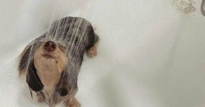 80 Times Owners ‘Betrayed’ Their Beloved Dogs By Bathing Them And Took These Photos