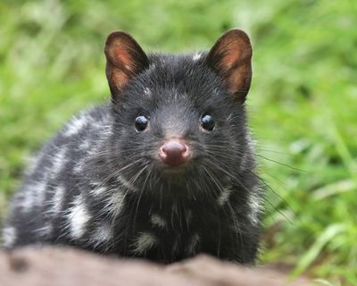 Outfoxed: How well do you know your native animals? Australians’ questionable quoll knowledge exposed