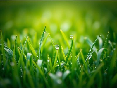 When to stop mowing your lawn in California: Check the right time for coastal, inland, and mountain microclimates