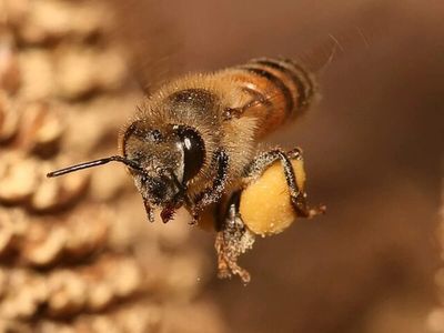 For the first time, Europe’s wild honeybees are listed as endangered; researchers warn some populations could fall by a median 56% within 10 years without new swarms from managed hives