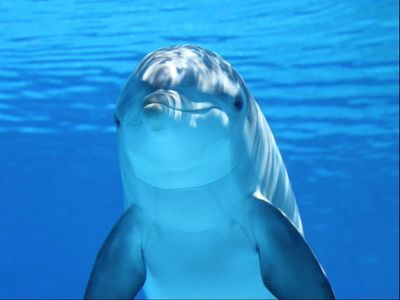 Since 2017, a dolphin called Bubbles has been seen near Lady Elliot Island; from 2021 to 2025, researchers documented him chasing fish until they regurgitated food