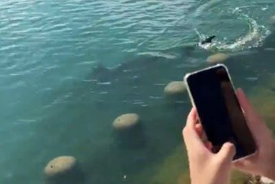 Shark sightings draw crowds to South Korea’s southeastern coast