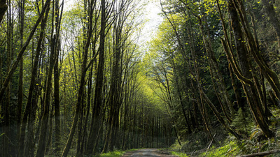 18,626 acres of Oregon national forest could return to Grand Ronde Tribe; land to remain open to public