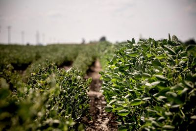 US environment agency let Bayer pick regulations for destructive weedkiller, documents show