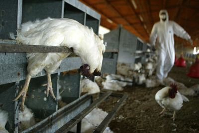 Three More Minnesota Poultry Flocks Test Positive for H5N1 as Fall Waterfowl Migration Brings Virus South