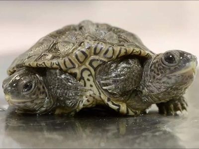 A double take in Cape Cod: Rare two-headed turtle found after 5 years