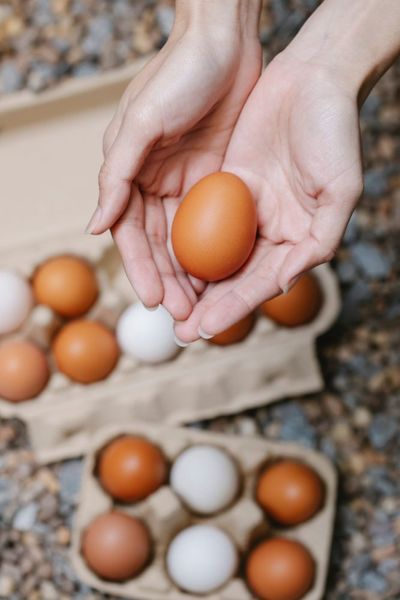 Why Are Some Eggs Brown and Others White — And Should One Cost More?
